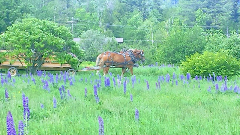 Grafton County